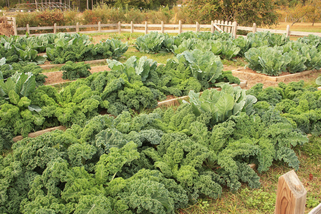 Fresh garden produce for chef-prepared meals